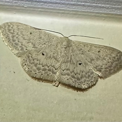 Scopula optivata (Varied Wave) at Pebbly Beach, NSW - 23 Oct 2024 by Pirom