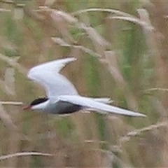 Chlidonias hybrida (Whiskered Tern) at Fyshwick, ACT - 25 Oct 2024 by SandraH