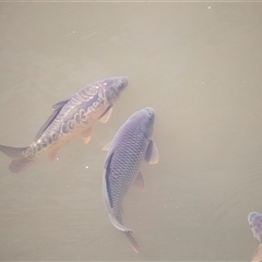 Cyprinus carpio (Common Carp) at Latham, ACT - 24 Oct 2024 by AlisonMilton