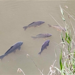 Cyprinus carpio at Latham, ACT - 24 Oct 2024 11:03 AM