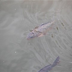 Cyprinus carpio at Latham, ACT - 24 Oct 2024 11:03 AM