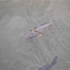Cyprinus carpio at Latham, ACT - 24 Oct 2024 11:03 AM