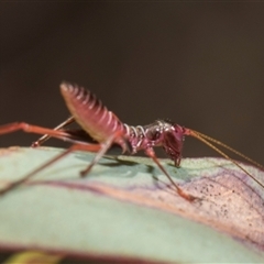 Torbia viridissima at Latham, ACT - 24 Oct 2024