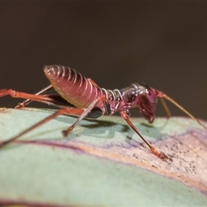 Torbia viridissima at Latham, ACT - 24 Oct 2024