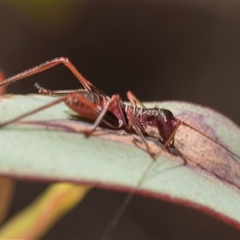 Torbia viridissima at Latham, ACT - 24 Oct 2024