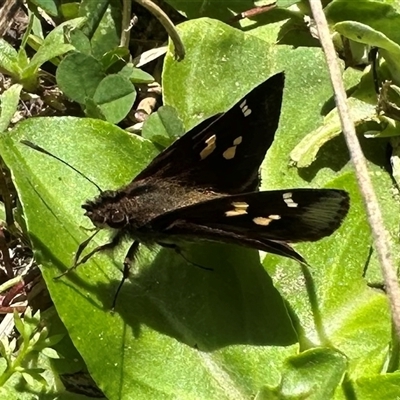 Toxidia doubledayi (Lilac Grass-skipper) at Pebbly Beach, NSW - 22 Oct 2024 by Pirom