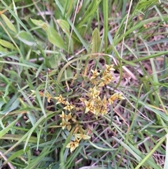Veronica gracilis at Bendoc, VIC - 25 Oct 2024 11:51 AM