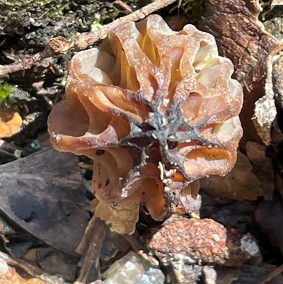 Morchella elata group (Morel) at Golden Valley, TAS - 19 Oct 2024 by Clarel