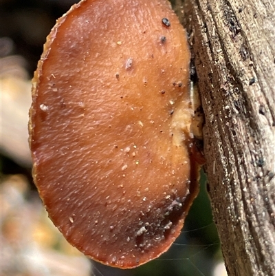 Unidentified Pored or somewhat maze-like on underside [bracket polypores] at Golden Valley, TAS - 19 Oct 2024 by Clarel