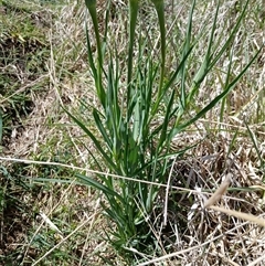 Tragopogon porrifolius subsp. porrifolius (Salsify, Oyster Plant) at Cooma, NSW - 25 Oct 2024 by mahargiani