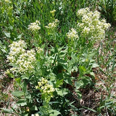 Unidentified Other Wildflower or Herb at Cooma, NSW - 25 Oct 2024 by mahargiani