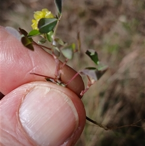 Trifolium campestre at Cooma, NSW - 25 Oct 2024 03:50 PM