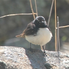 Rhipidura leucophrys (Willie Wagtail) at Cooma, NSW - 25 Oct 2024 by mahargiani