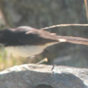 Rhipidura leucophrys at Cooma, NSW - 25 Oct 2024