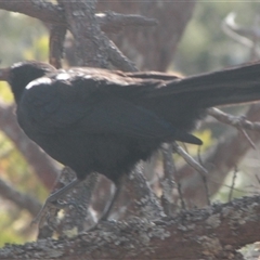 Corcorax melanorhamphos (White-winged Chough) at Cooma, NSW - 25 Oct 2024 by mahargiani