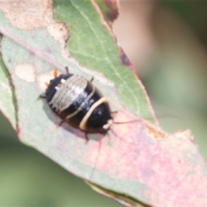 Ellipsidion australe at Latham, ACT - 24 Oct 2024 10:28 AM