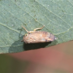 Brunotartessus fulvus (Yellow-headed Leafhopper) at Latham, ACT - 24 Oct 2024 by AlisonMilton