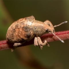 Gonipterus scutellatus (Eucalyptus snout beetle, gum tree weevil) at Latham, ACT - 23 Oct 2024 by AlisonMilton