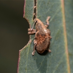 Gonipterus scutellatus at Latham, ACT - 24 Oct 2024 10:39 AM