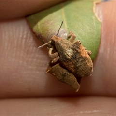 Gonipterus scutellatus at Latham, ACT - 24 Oct 2024 10:39 AM