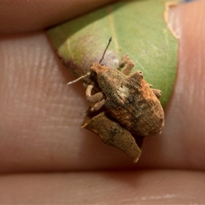 Gonipterus scutellatus at Latham, ACT - 24 Oct 2024 10:39 AM