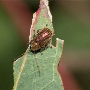 Edusella lineata at Latham, ACT - 24 Oct 2024 10:38 AM