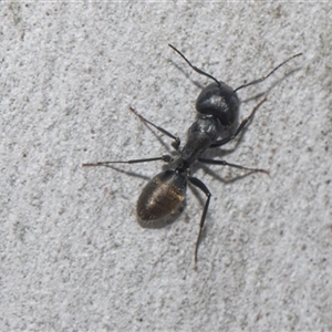 Camponotus aeneopilosus at Latham, ACT - 24 Oct 2024