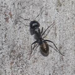 Camponotus aeneopilosus at Latham, ACT - 24 Oct 2024 10:51 AM