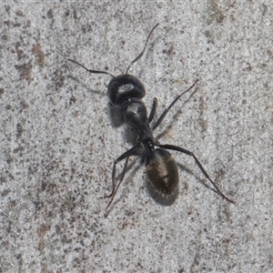 Camponotus aeneopilosus at Latham, ACT - 24 Oct 2024