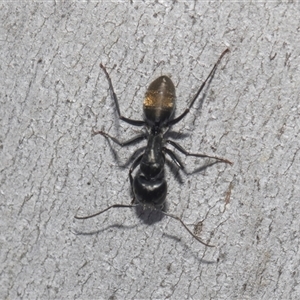 Camponotus aeneopilosus at Latham, ACT - 24 Oct 2024