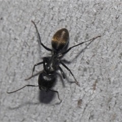 Camponotus aeneopilosus at Latham, ACT - 24 Oct 2024