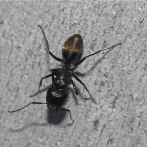 Camponotus aeneopilosus at Latham, ACT - 24 Oct 2024