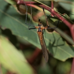 Harpobittacus australis (Hangingfly) at Latham, ACT - 23 Oct 2024 by AlisonMilton