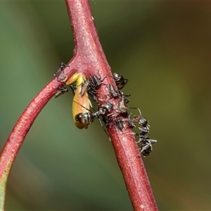 Iridomyrmex sp. (genus) at Latham, ACT - 24 Oct 2024