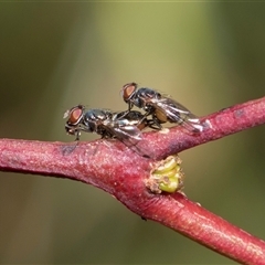 Platystomatidae (family) at Latham, ACT - 23 Oct 2024 by AlisonMilton