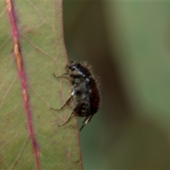 Liparetrus sp. (genus) (Chafer beetle) at Latham, ACT - 24 Oct 2024 by AlisonMilton