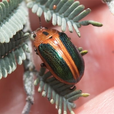 Calomela curtisi (Acacia leaf beetle) at Macgregor, ACT - 24 Oct 2024 by AlisonMilton