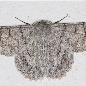 Crypsiphona ocultaria at Melba, ACT - 22 Oct 2024