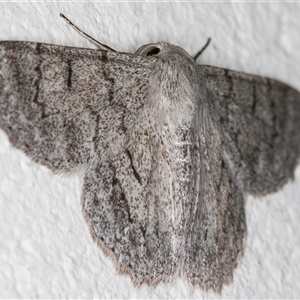 Crypsiphona ocultaria at Melba, ACT - 22 Oct 2024