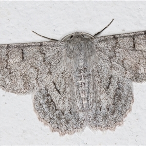 Crypsiphona ocultaria at Melba, ACT - 22 Oct 2024