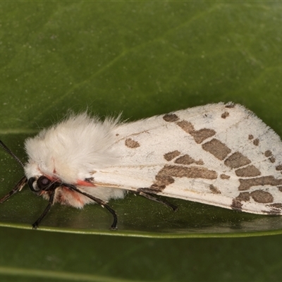 Ardices canescens (Dark-spotted Tiger Moth) at Melba, ACT - 22 Oct 2024 by kasiaaus