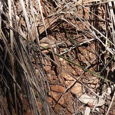 Pseudonaja textilis at Warrumbungle, NSW - 21 Oct 2024 by DavidDedenczuk