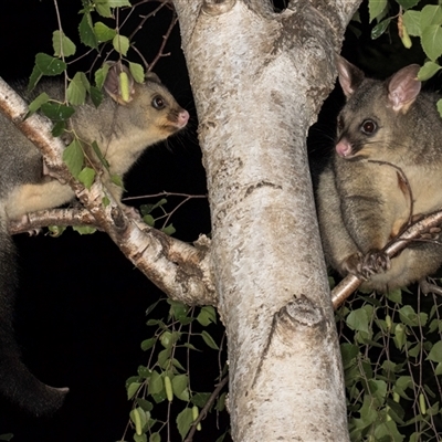 Trichosurus vulpecula (Common Brushtail Possum) at Melba, ACT - 22 Oct 2024 by kasiaaus