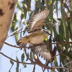 Pardalotus striatus (Striated Pardalote) at Bruce, ACT - 16 Oct 2024 by AlisonMilton