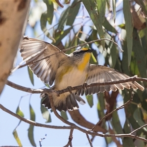 Pardalotus striatus at Bruce, ACT - 16 Oct 2024