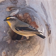 Pardalotus striatus at Bruce, ACT - 16 Oct 2024