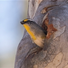 Pardalotus striatus at Bruce, ACT - 16 Oct 2024