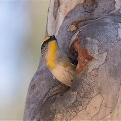 Pardalotus striatus at Bruce, ACT - 16 Oct 2024