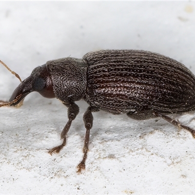 Unidentified Weevil (Curculionoidea) at Melba, ACT - 22 Oct 2024 by kasiaaus