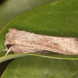 Mythimna (Pseudaletia) convecta at Melba, ACT - 22 Oct 2024